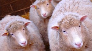 Many, but identical. Dollies alive and well at U Nottingham.