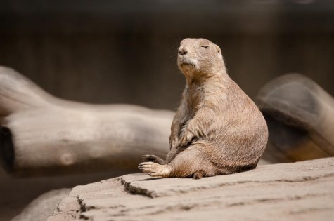 prairie dog.jpg