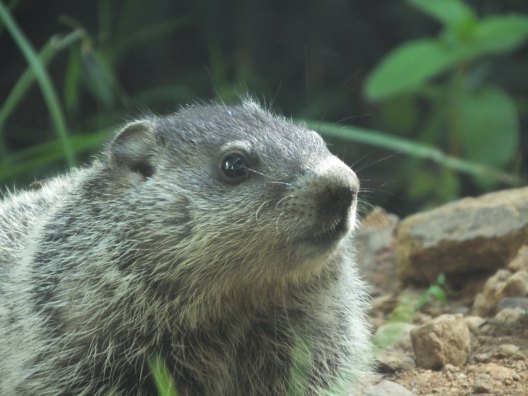 17970820180_fc2e05c042_k